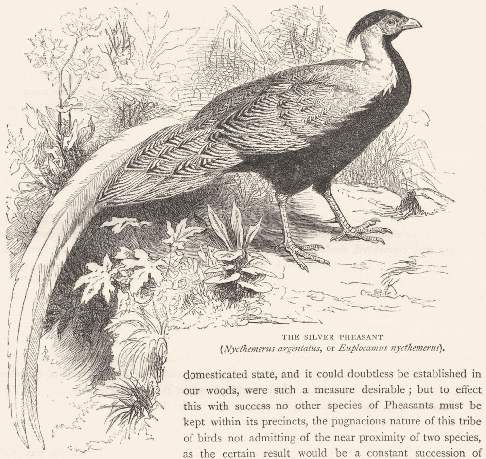 GALLINACEOUS BIRDS. Phasianidae. Silver Pheasant c1870 old antique print